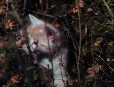 [Kitten meows] - Beware! the Blob