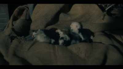 -[kittens quavering]
-Oh. - The Haunting of Hill House