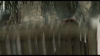 Knock knock - Predator