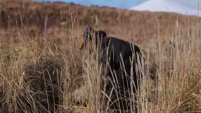 (knocking) - Life Below Zero: First Alaskans