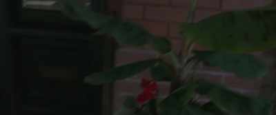(knocking) - Firestarter