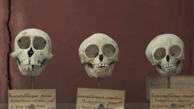 Knox had studied
comparative anatomy - Exterminate All the Brutes
