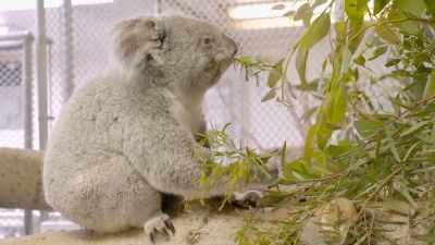 Koalas only eat eucalyptus, - Secrets of the Zoo