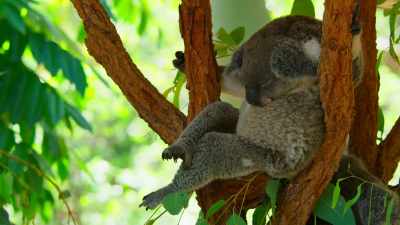 Koalas spend 15 hours a day sleeping. - Tiny World