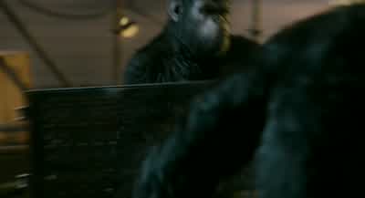 Koba fight for apeFree apeKill apeKoba fight for Koba - Dawn of the Planet of the Apes