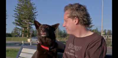 Koko was always in the moment - Koko: A Red Dog Story