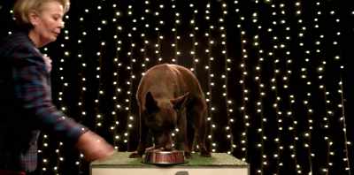 Koko got his championship
when he was 11 months old. - Koko: A Red Dog Story