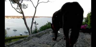 Koko and I lived in
a pretty unique spot. - Koko: A Red Dog Story