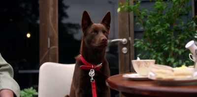 Koko just wanted
to please Carol, - Koko: A Red Dog Story