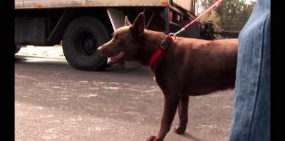 Koko had never seen
a film set before - Koko: A Red Dog Story