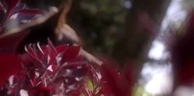 Koko was outside in the garden. - Koko: A Red Dog Story