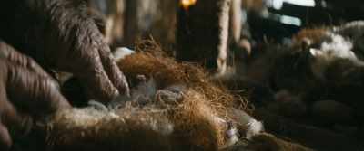 [Koro humming, grunts] - Kingdom of the Planet of the Apes
