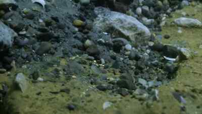 Kris is on gold! - Bering Sea Gold