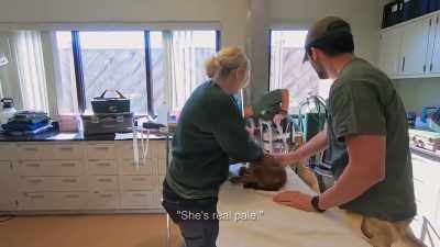 Kristyn: But she had enough
energy to sit her head up, so. - Secrets of the Zoo