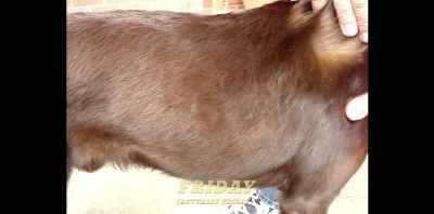 KRIV: So what you see
right here, - Koko: A Red Dog Story