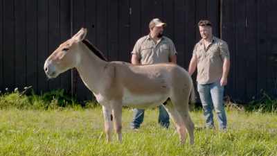 Krypto's an onager that is
really old and well-represented - Secrets of the Zoo