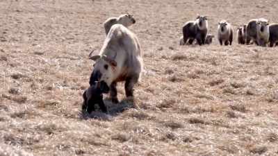 Krystin: Little baby priscilla. - Secrets of the Zoo