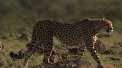 Kuleta has defeated single hyenas before, - Chasing the Rains