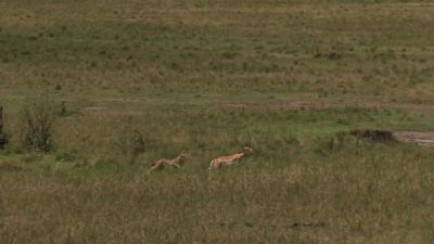 Kuleta just needs to get close enough to trip the antelope up. - Chasing the Rains