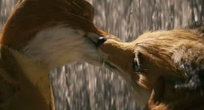 L love you Felicityl love you tooBut l shouldn't have married you - Fantastic Mr  Fox