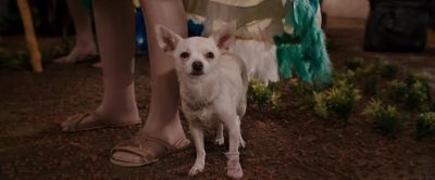 L saw you in there getting pampered and eating - Beverly Hills Chihuahua