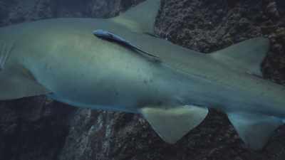 La fel ca la oameni, - Baby Sharks