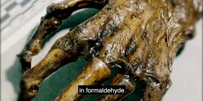 - Lab says it's been
submerged in formaldehyde - The Blackwell Ghost 7