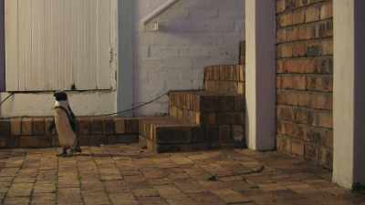 Lady C is a welcome guest,
but she doesn't know that. - Penguin Town