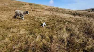 LAMB BLEATS - Our Yorkshire Farm