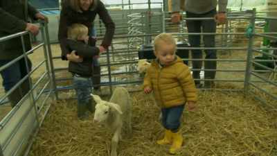 [lambs bleating] - Tractor Ted
