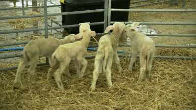 [lambs bleating] - Tractor Ted