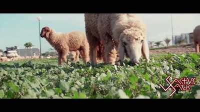 Lamb's closing his lions, - Cactus Jack