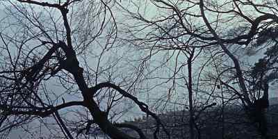 Land of dark forests - The Brides of Dracula