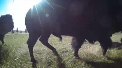 LANTIS: The thing that people
don't realize is how fast a buffalo is. - United States of Animals