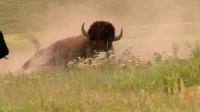 LaPIER: Because it's
also a disturbed area, - The American Buffalo
