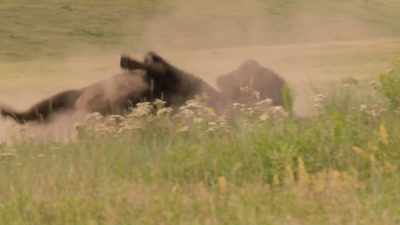 Lapier: Because it's
also a disturbed area, - The American Buffalo