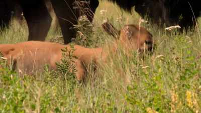 LaPIER: It's not
just one wallow; - The American Buffalo
