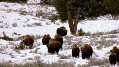 LaPIER: They have always
lived with humans. - The American Buffalo