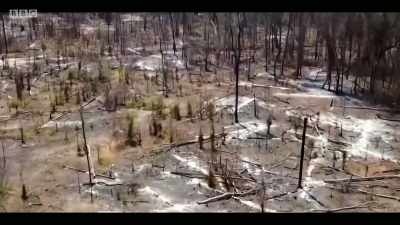Large chunks of the rainforests - Extinction: The Facts