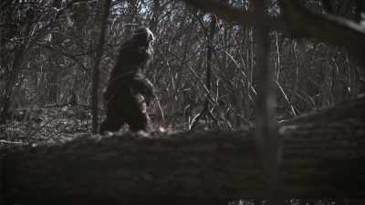 Large, hairy human-like cryptid
creatures live alongside us. - Secrets of the Sasquatch