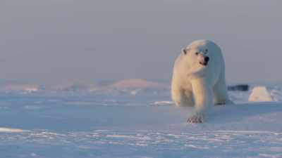 Large males
pose a real threat... - Frozen Planet II
