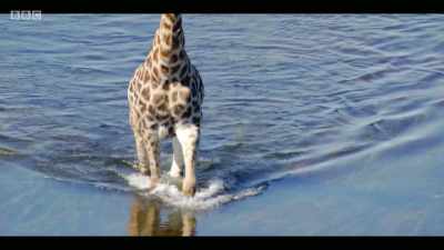 Large mammals have on average
disappeared from three quarters - Extinction: The Facts