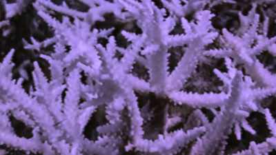 Large sections of--
of reefs were turning white, - Chasing Coral