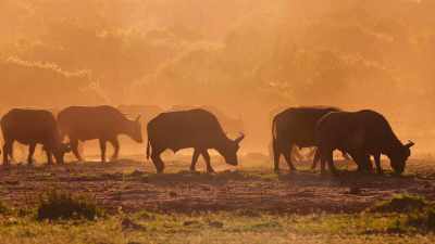 Larger animals, like the buffalo, - Our Great National Parks