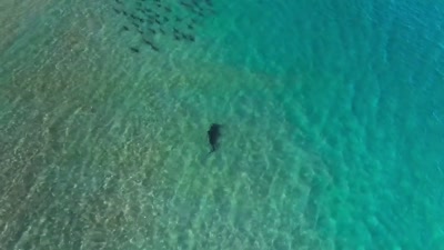 Larger sharks,
like big, great hammerheads, - A Year on Planet Earth