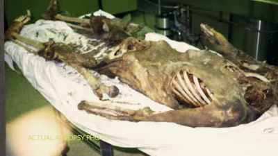 [Larry]  When his body
 was found, the torso
 was found. - Homicide Hunter: Devil in the Mountains