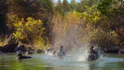 Last to leave are the hooded mergansers... - Tiny World