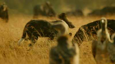 Last time she encountered Jasari,
she was badly beaten. - Serengeti