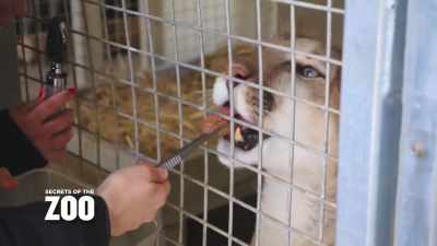 Last time we saw clark's eyes, - Secrets of the Zoo