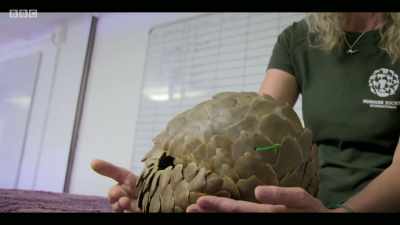 Last year, when Covid-19
first emerged, - Extinction: The Facts